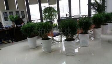 辦公室植物租賃.jpg