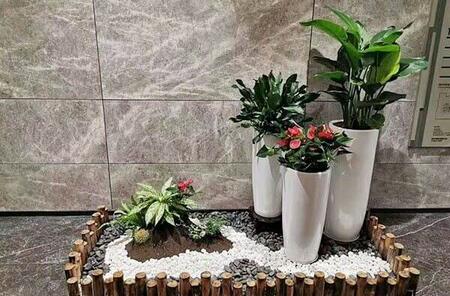 植物租擺.jpg