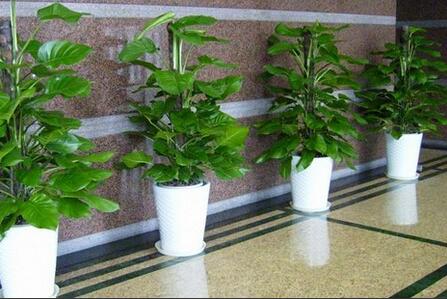 植物租賃.jpg