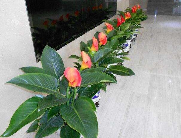 植物租賃.jpg