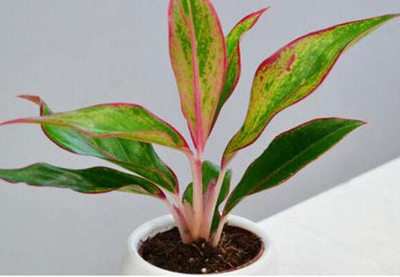植物租擺.jpg