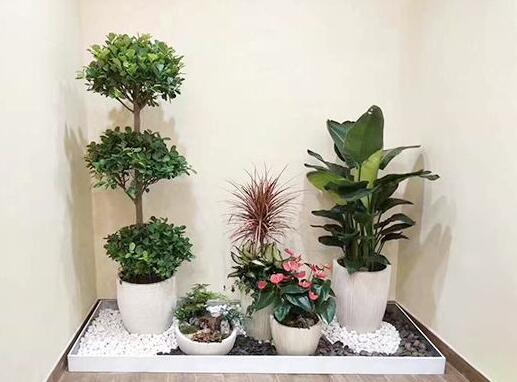 植物租賃如.jpg