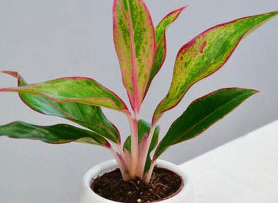 辦公室植物.jpg