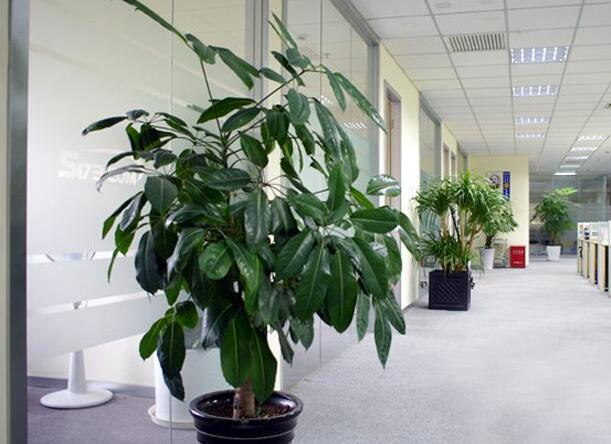 辦公室植物租賃.jpg