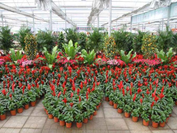 植物租賃公司.jpg