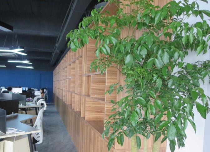 辦公室植物租賃.jpg