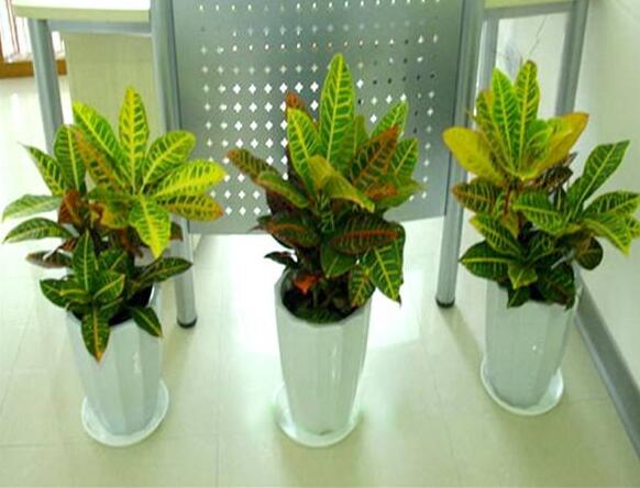 植物租賃.jpg