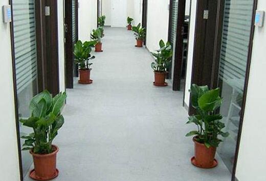 辦公室植物租賃.jpg