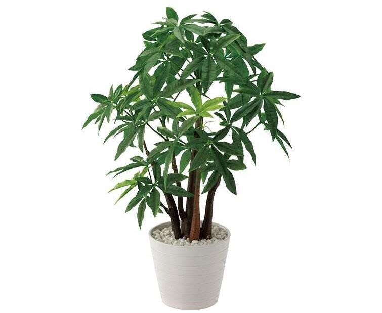 植物租賃.jpg