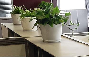重慶植物租賃.jpg