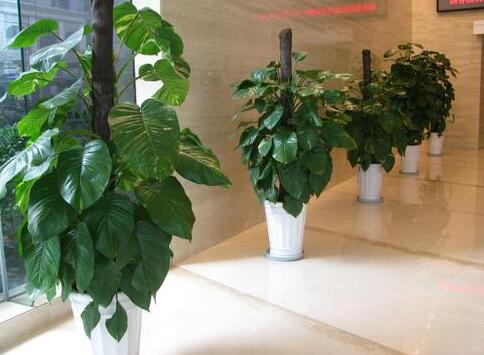 植物租賃.jpg