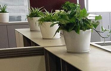 辦公室植物租賃.jpg