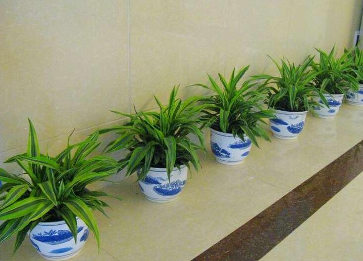 辦公室植物租賃.jpg