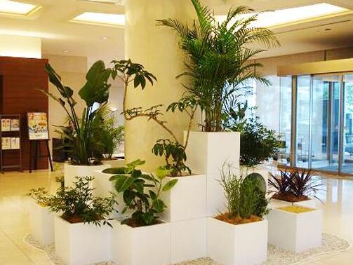 室內(nèi)植物租賃.jpg