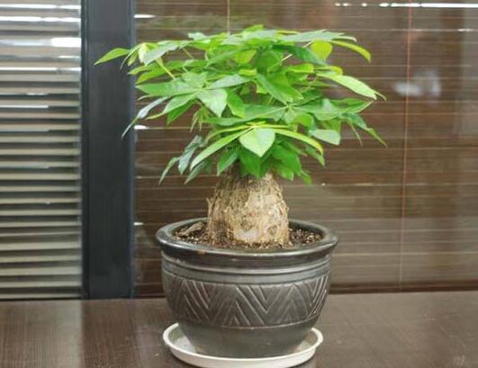 辦公室植物租賃.jpg