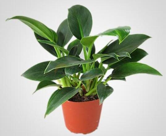植物租賃.jpg