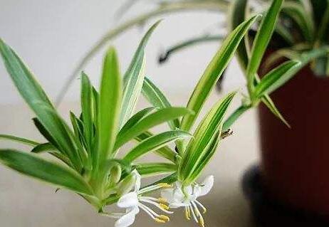 吊蘭開花.jpg