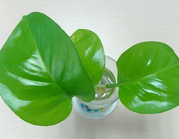 綠蘿.jpg