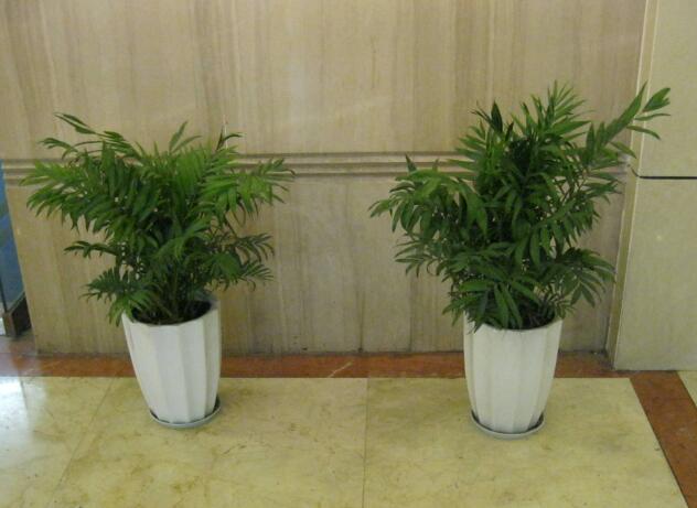 植物租賃.jpg
