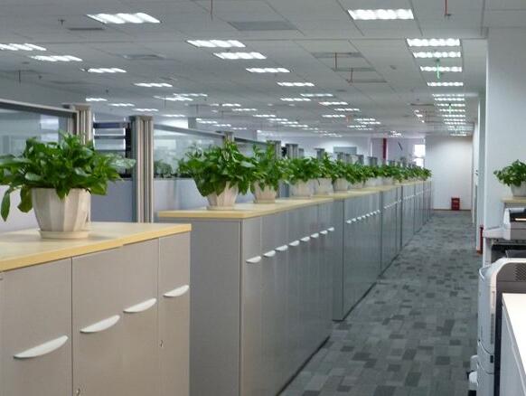 辦公室植物租賃.jpg