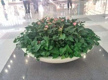 植物租賃.jpg