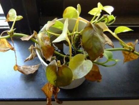 植物租賃.jpg