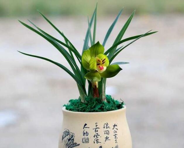 春蘭.jpg