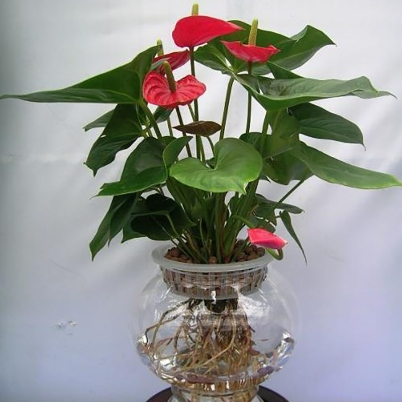 水培紅掌1.jpg