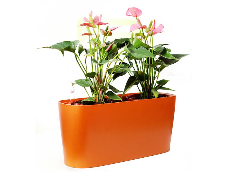植物22.jpg